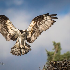 Osprey Flying, Osprey Print, Osprey Photo, Bird Photography, Flying Osprey, Flying Bird Print