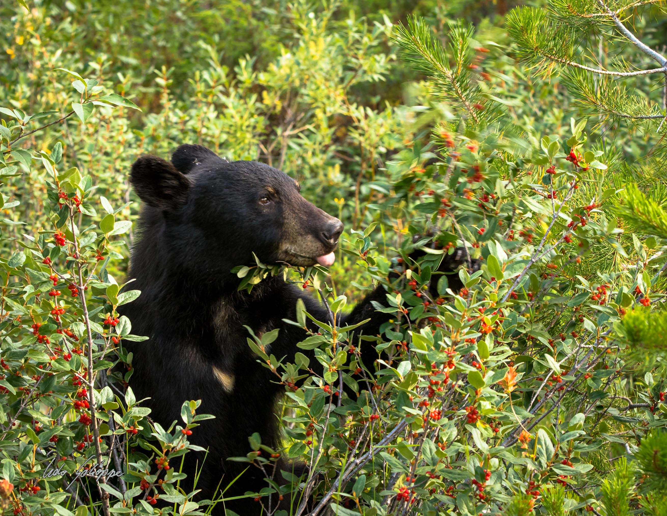 Black Bears Eating Berries