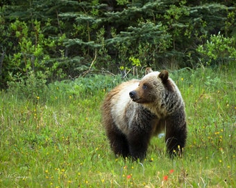 Grizzly Bear Wall Art, Grizzly Bear Print, Grizzly Bear Photo, Wildlife Photograph