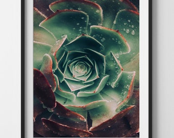 Fine Art Photography Succulent Print - Digital Download Wall Decor