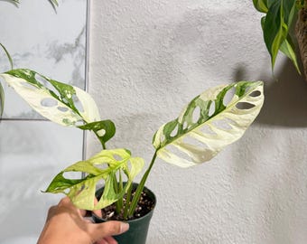 Monstera Adansonii Albo, pianta variegata – sana e di facile coltivazione (spedita avvolta nel muschio)
