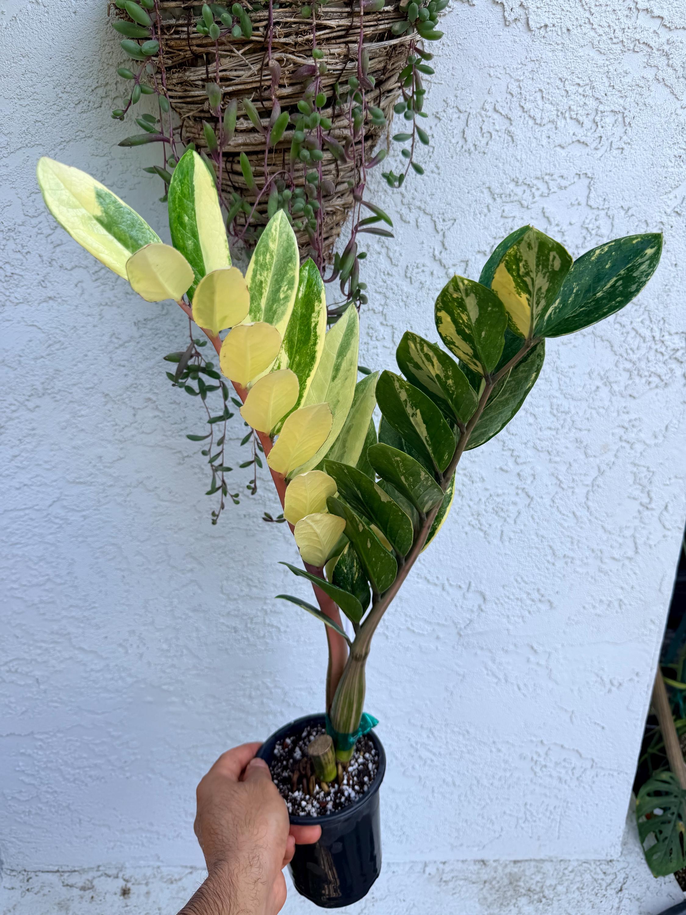 Zz Plant Variegated - Etsy
