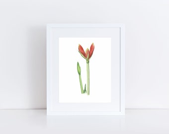 Amaryllis Watercolor Print Amaryllis Wall Art Botanical Watercolor Painting Amaryllis Home Decor Floral Wall Decor  Flower Housewarming Gift