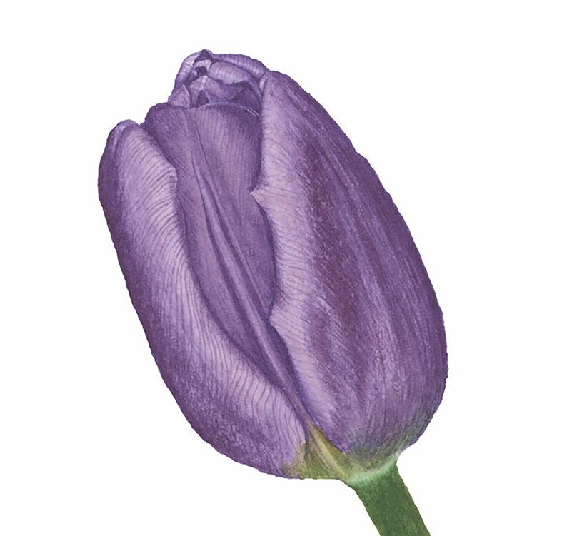Tulip Watercolor Print Botanical Wall Decor Purple Tulip Wall Art