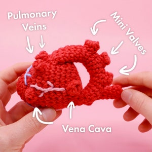 Crochet Anatomical Human Heart Pattern Easy Amigurumi Crocheting Tutorial Digital PDF and Video Step by Step Amigurumi Heart Pattern image 4