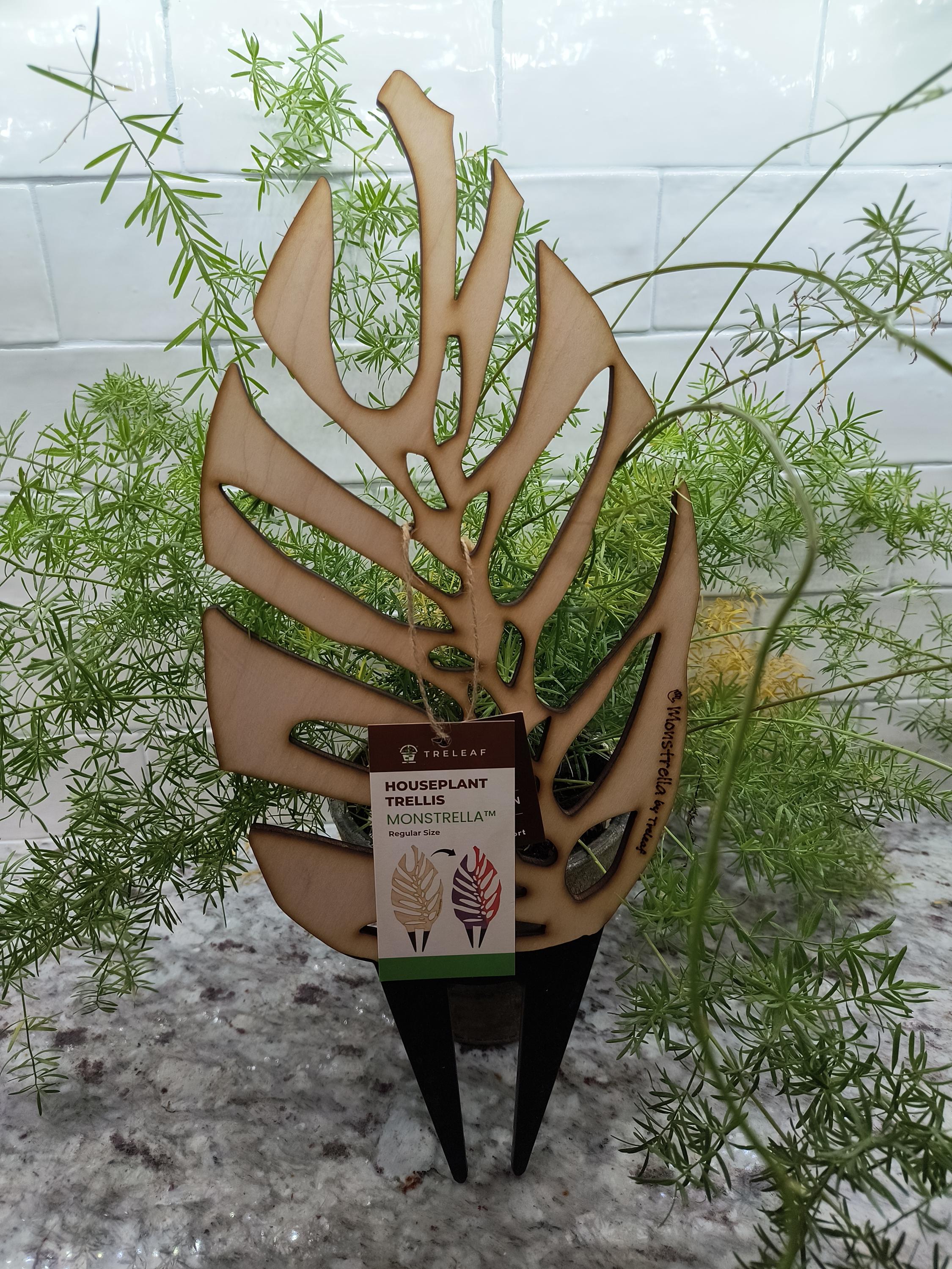 western red cedar plant Western Red Cedar Tree main image 0