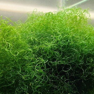 Chaetomorpha cheatomorpha Chaeto - Macro Algae - Marine nitrates remover 10g