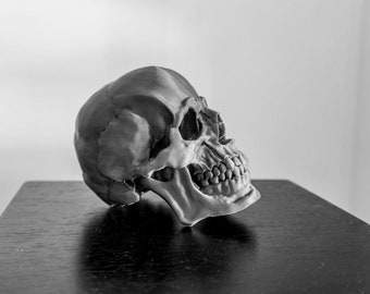 Human skull model | Skull model | High detail human skull | Realistic skull model