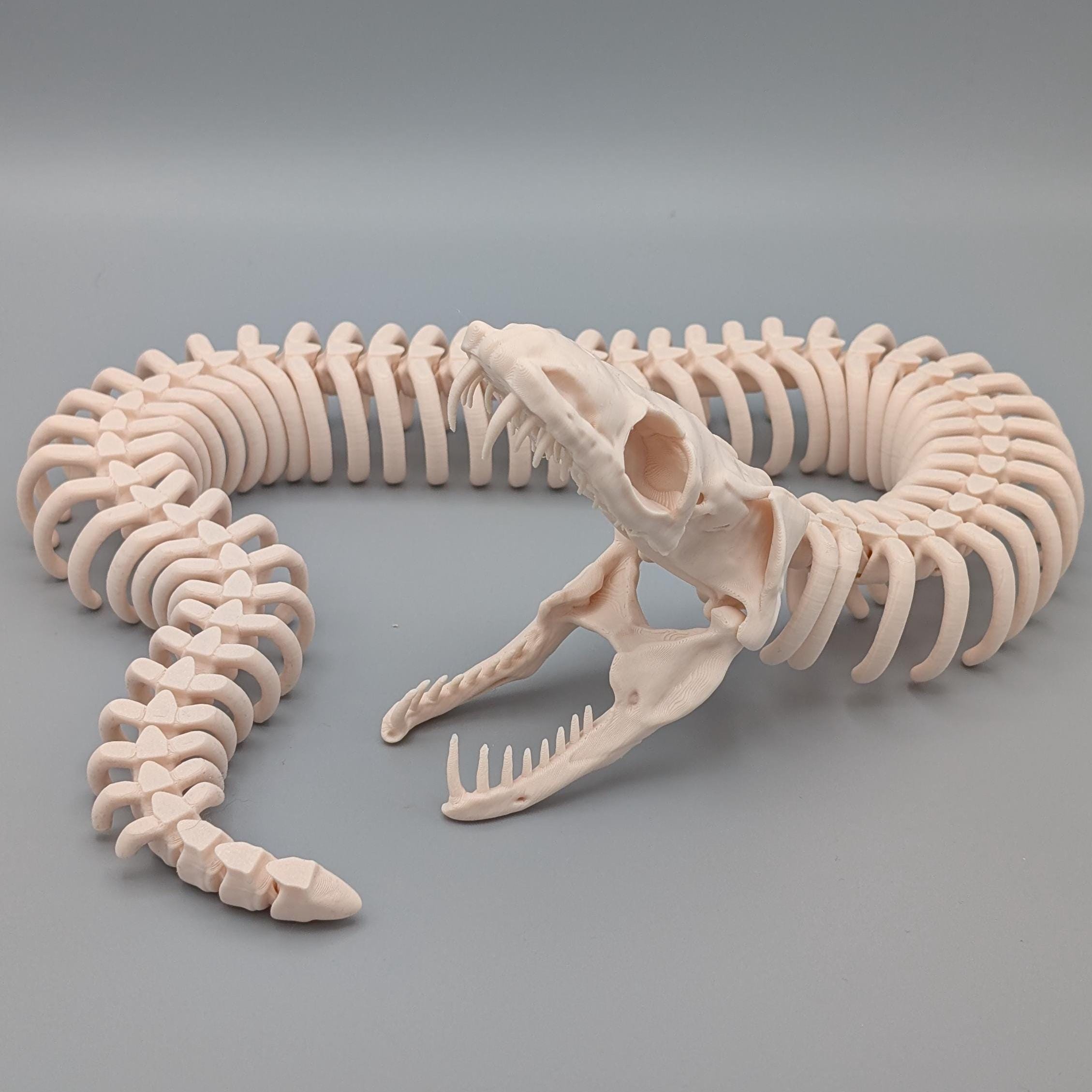 Movable 3D Printed Snake Skeleton With Movable Jaw 66 Cm