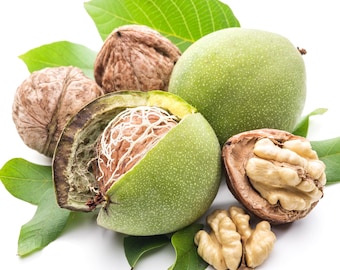 Fresh Green Walnuts in Natural Husk – Young Whole Unripe Walnuts, Hand Harvested Seasonal Fresh Crop, Perfect for  Traditional Recipes