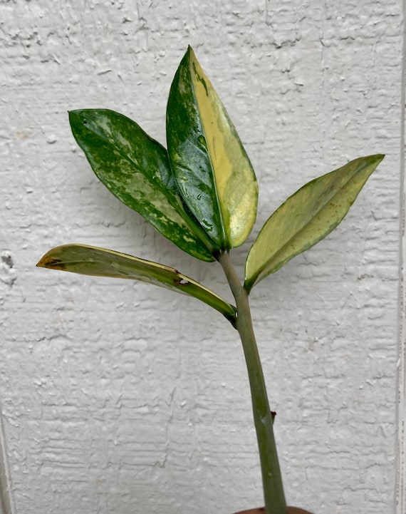 Variegated ZZ Plant Yellow Variegated Aurea - Etsy