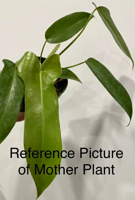 rubber tree ficus elastica Variegated Rubber Plant Ficus Tineke - 6 Inch Pot