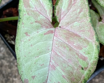 May include: Close-up of a Syngonium plant leaf. The leaf is heart-shaped with a light green base, accented with pink and darker green along the edges. The leaf's veins are visible, adding texture to the plant.