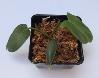 Philodendron Longilobatum “Lelano Miyano”