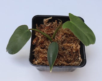 Philodendron Longilobatum lelano Miyano - Etsy