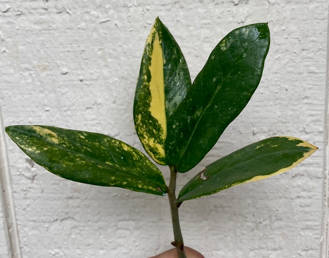 Variegated ZZ Plant Yellow Variegated Aurea Etsy