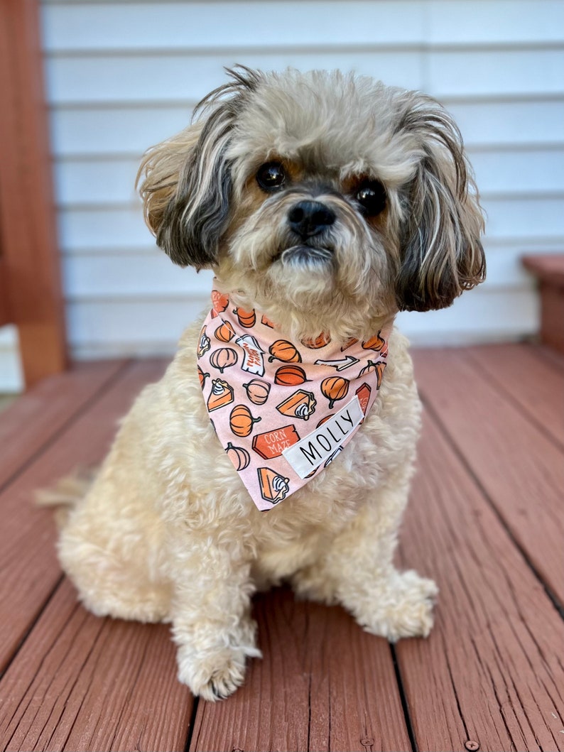 Op de afbeelding: Een kleine, pluizige hond draagt een roze en oranje bandana met een pompoen- en taartpatroon. Op de bandana staat de naam "Molly". De hond zit op een houten terras.