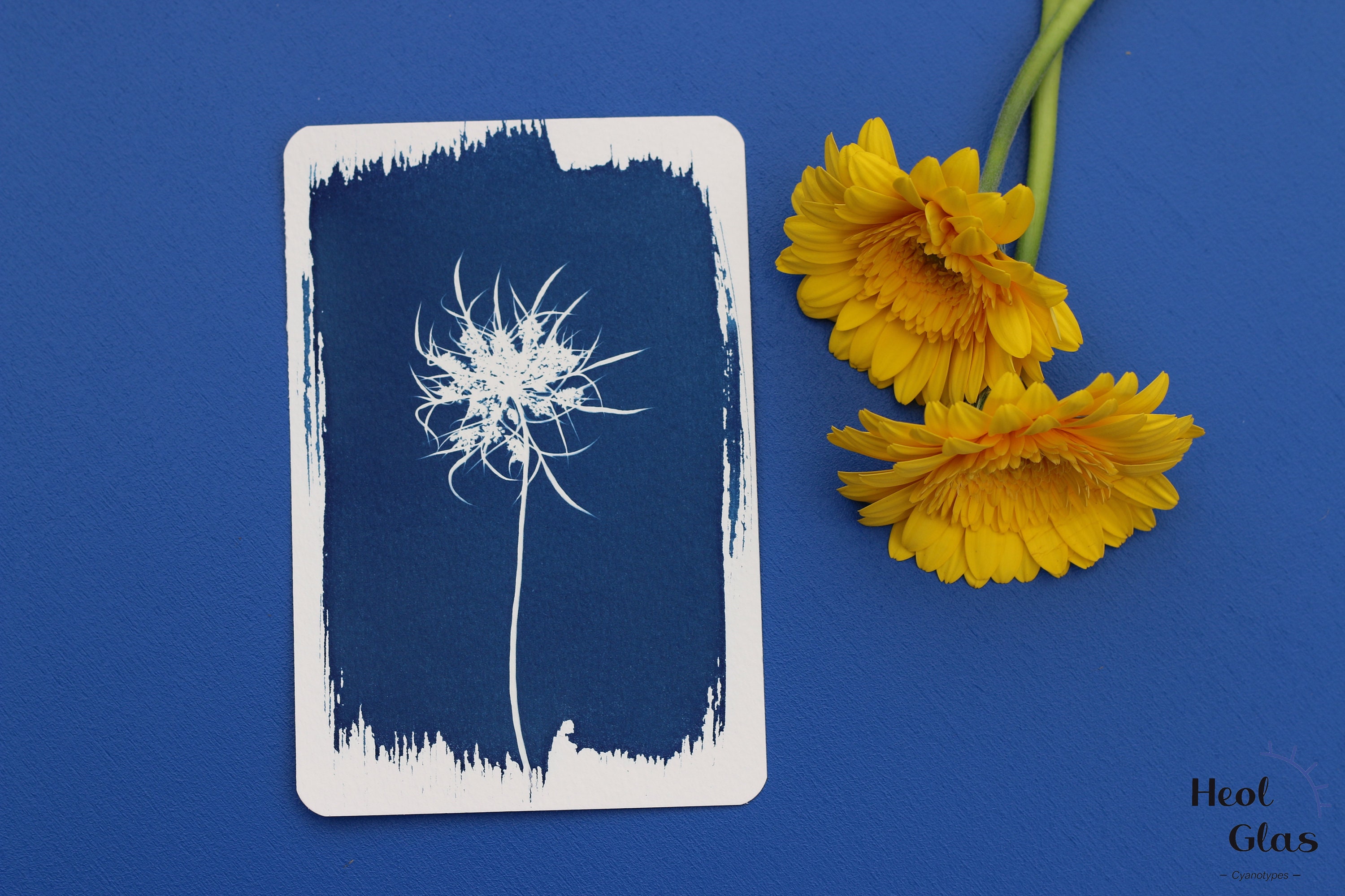 Cyanotype Carotte Sauvage/Daucus Carota #1