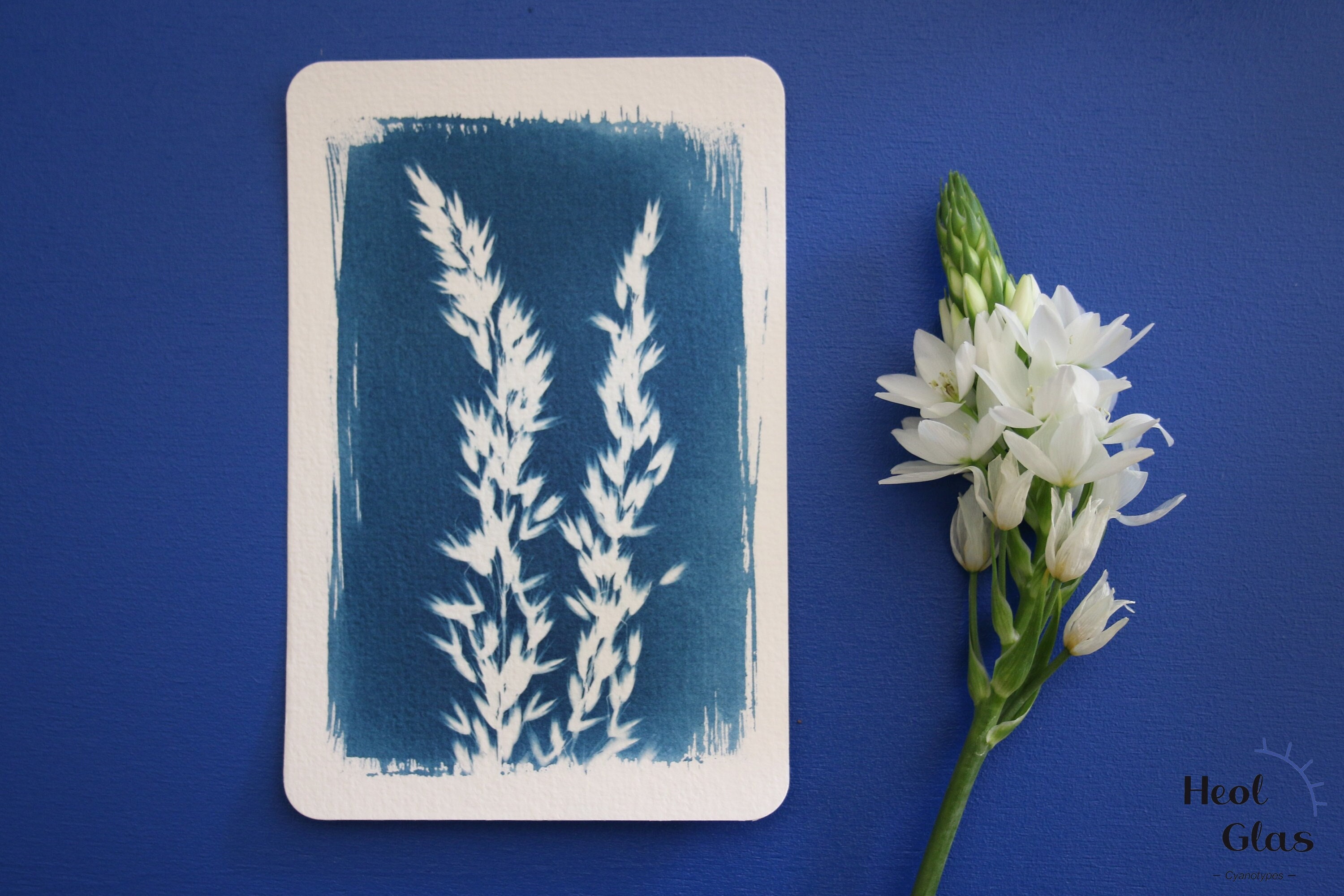 Cyanotype #2