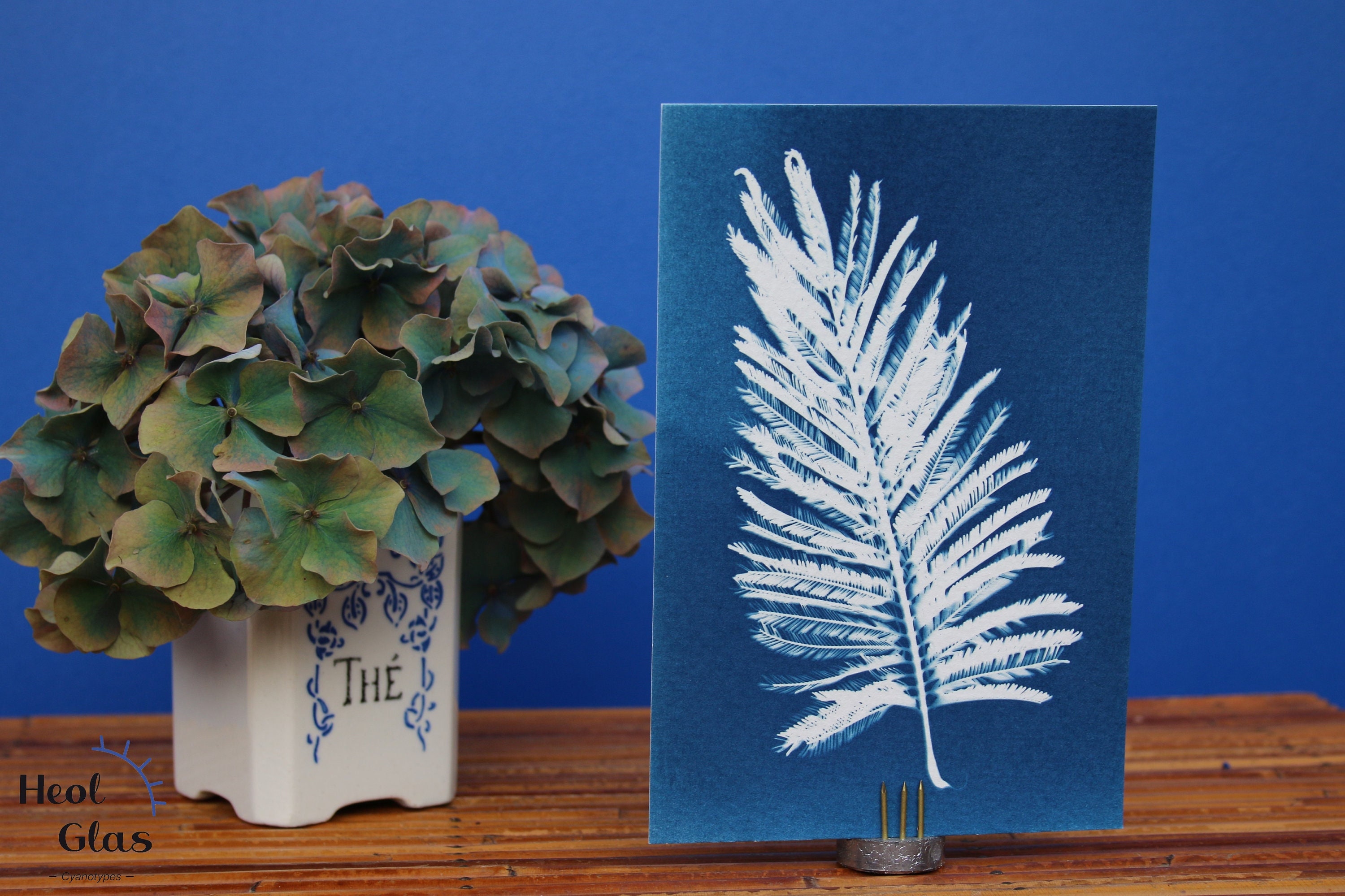 Cyanotype Mimosa