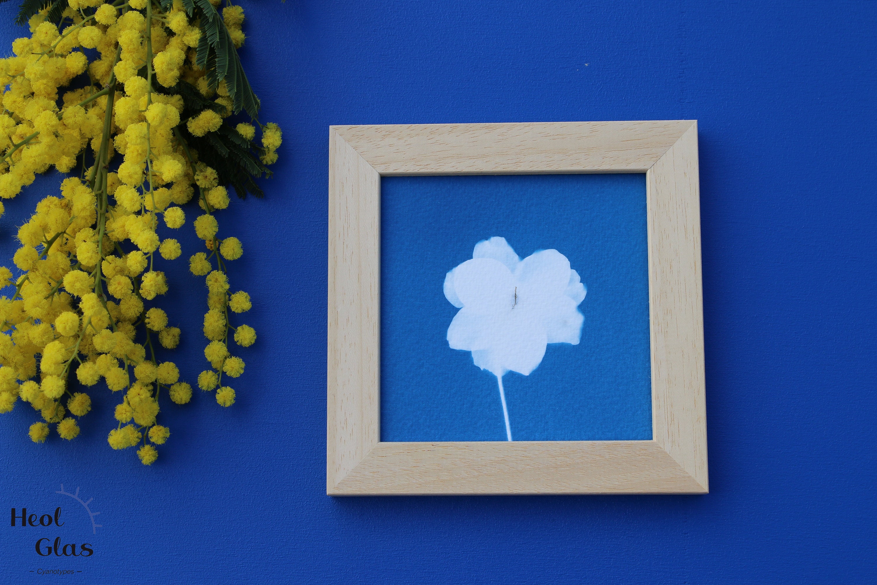 Cyanotype Encadré/Anémone Du Japon