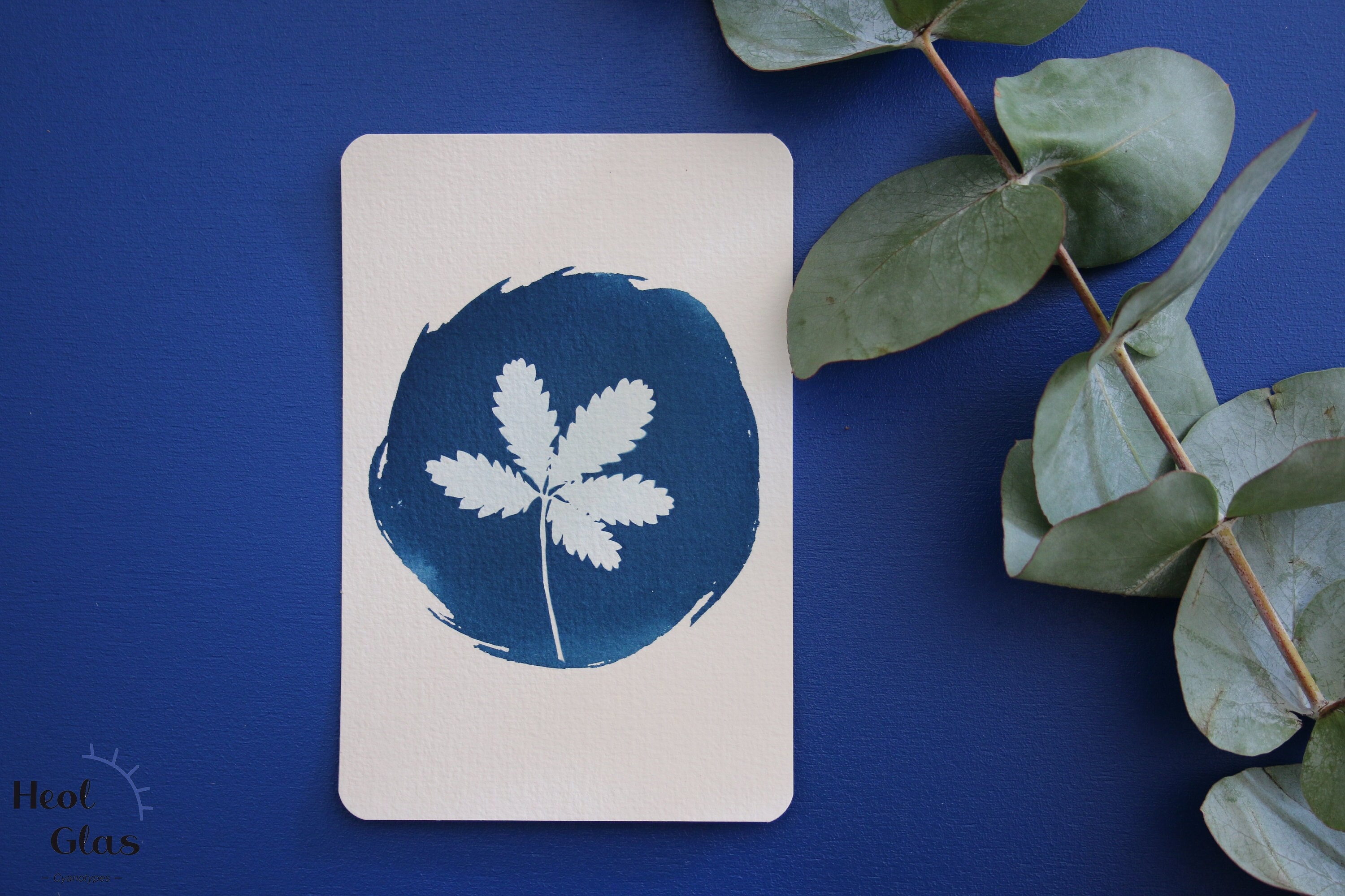 Cyanotype #4