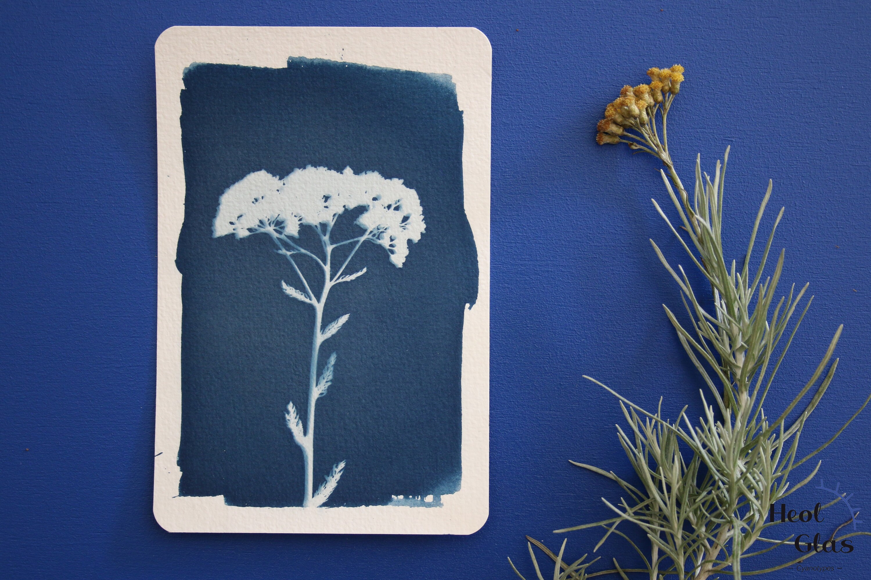 Cyanotype #5