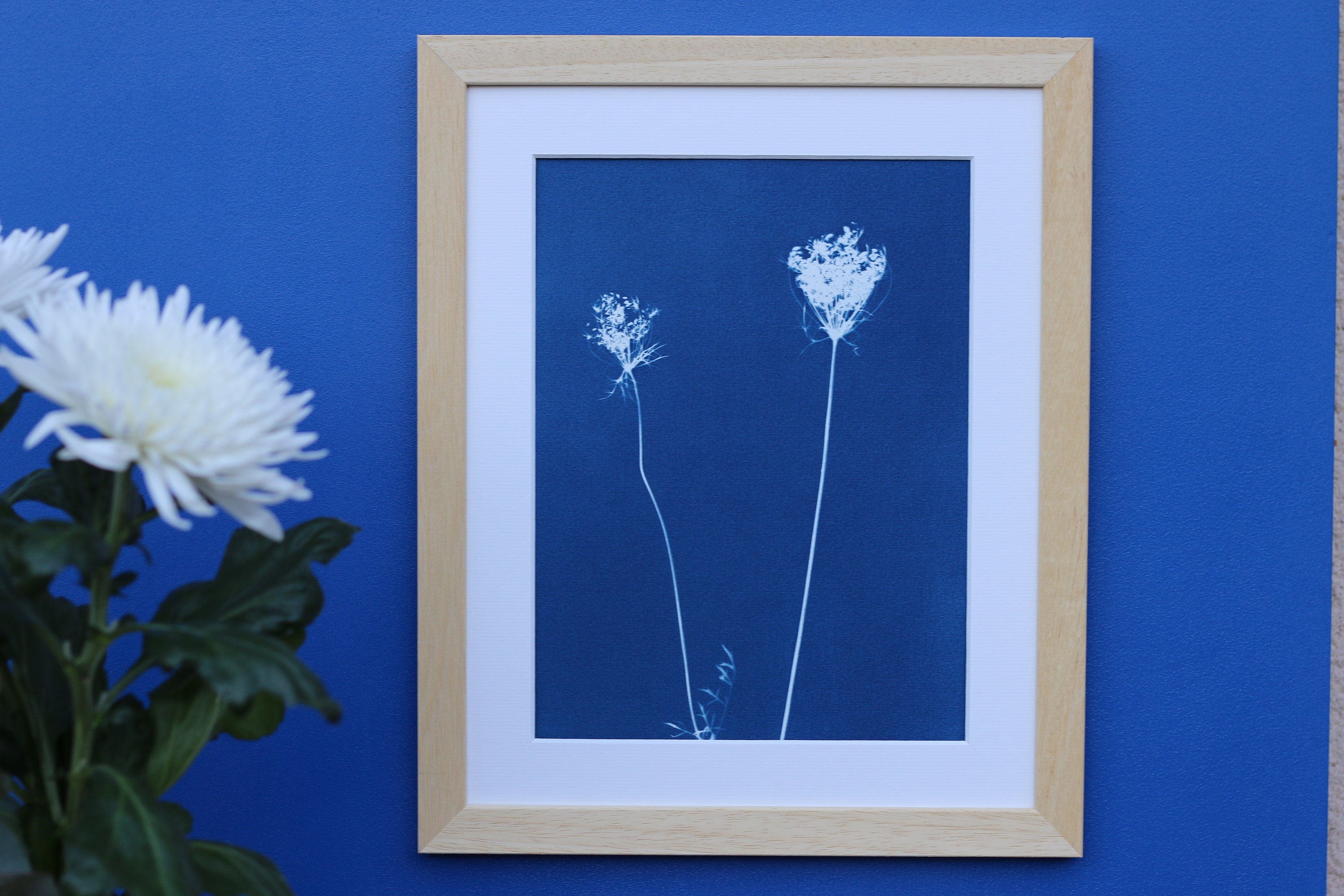 Cyanotype 24x30 cm