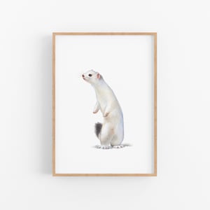 May include: A framed watercolour painting of a white stoat standing on its hind legs with its tail curled up. The stoat is looking to the left of the image.