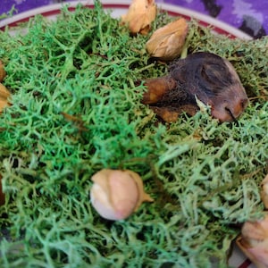 mummified baby rabbit and dried flora display art
