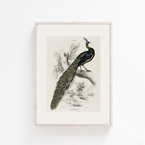 vintage bird print, antique bird drawing, bird painting, cottage house art, rustic decor, peacock sketch, nursery decor, farmhouse wall art