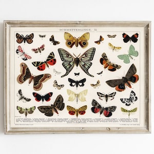 Arte Da Parete Con Farfalla Vintage I Illustrazione Farfalla Antica I Arredamento Camera Studio I Arredamento Camera Bambini I Arte Stampabile