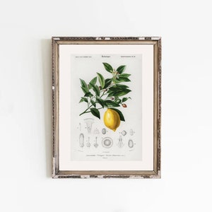 vintage kitchen art, vintage lemon print, vintage encyclopedia page, kitchen counter decor, printable art, rustic decor, rustic kitchen art