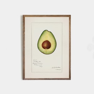 Vintage avocado print, avocado botanical art, kitchen poster, avocado wall art, farmhouse kitchen art, kitchen art print, rustic kitchen art