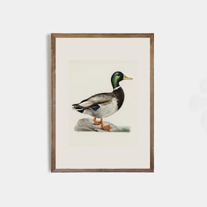 vintage bird print, antique bird drawing, bird painting, cottage house art, rustic decor, duck sketch, nursery decor, farmhouse wall art
