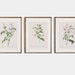 see more listings in the BOTANICAL art section