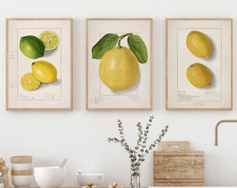 May include: Three framed botanical prints of lemons and limes. The prints are in a white frame with a light wood border. The prints are hanging on a white wall above a kitchen counter.