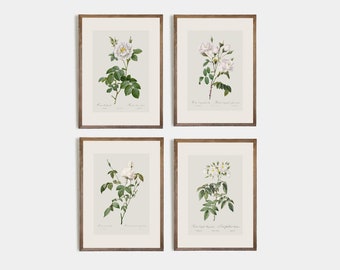 Minimalist Flower Drawing / Set of 4 / Vintage Rose / Vintage Botanical / Vintage Rose Drawing / Floral Drawing / set of 4 vintage prints, 6