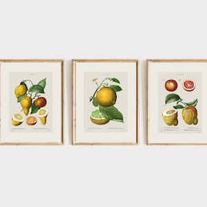 Botanical vintage drawing | Set of 3 citrus print | Vintage Lemon art | Vintage Botanical | vintage kitchen art | Rustic art | ART PRINTS