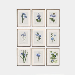 Set of 9 antique botanical prints, Minimalist drawing of vintage blue flowers, vintage drawing of wildflowers, nursery decor, flower art image 1