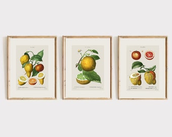 May include: Three framed botanical prints featuring illustrations of citrus fruits. The prints are in a vintage style and feature detailed drawings of lemons, limes, and oranges.