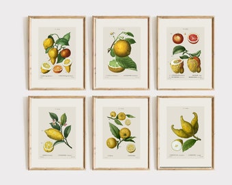 May include: Set of six vintage botanical prints featuring illustrations of lemons, limes, and oranges. Each print has a light beige background with a detailed illustration of a citrus fruit branch with leaves and fruit. The prints are framed in a light wood frame.