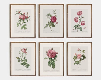 Peut inclure: Six estampes botaniques encadrées de roses roses avec des feuilles et des tiges vertes sur un fond blanc. Les cadres sont en bois brun.