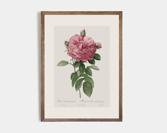 Minimalist Flower Drawing / Vintage Rose / Vintage Botanical / Vintage Rose Drawing / Floral Drawing / Vintage Botanical / PRINTS / 2