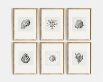 Set of 6 Minimalist Seashell Print | seashells art print | vintage printable wall art | bathroom decor | neutral nursery art | shell sketch