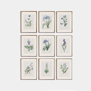 Minimalist Vintage Blue Flower Drawing, Set of 9 Antique Botanical Prints, Vintage Wildflower Drawing, Floral Drawing, Nursery vintage Decor