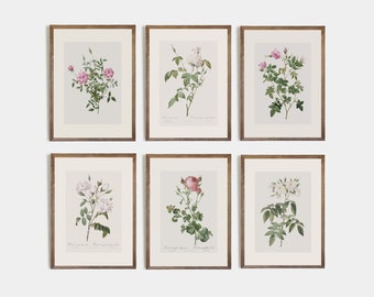 Minimalist Flower Drawing / Set of 6 / Vintage Rose / Vintage Botanical / Vintage Rose Drawing / Floral Drawing / set of 4 vintage prints, 2