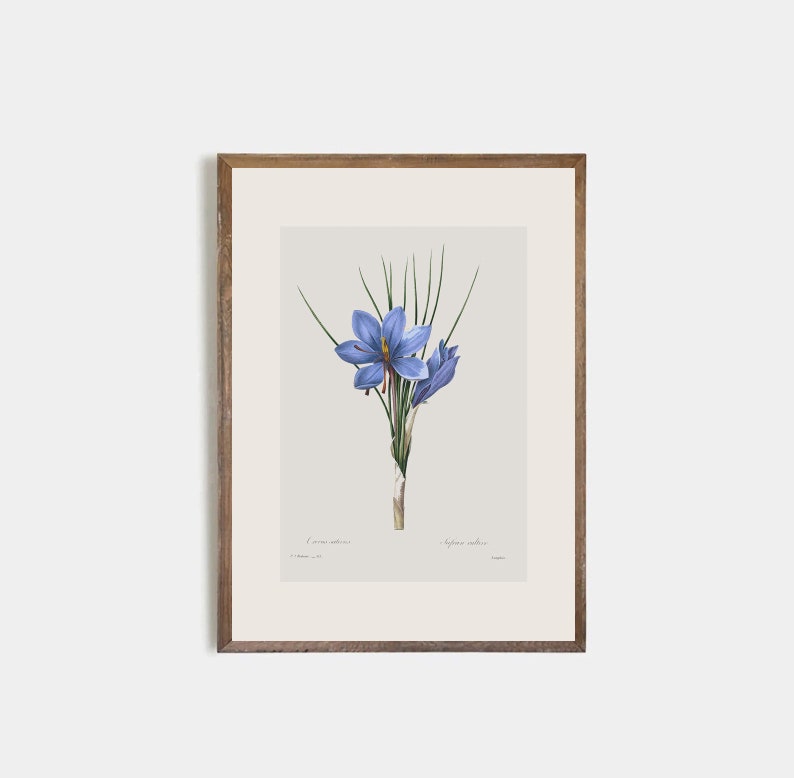 Set of 9 antique botanical prints, Minimalist drawing of vintage blue flowers, vintage drawing of wildflowers, nursery decor, flower art image 6