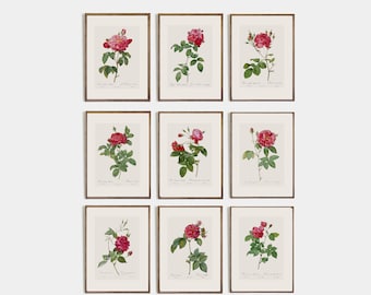 Set of 9 Antique Rose Drawings I Botanical Decor I Vintage Rose Drawing I Antique Floral Drawing I ART PRINTS I Wedding Gift I nursery art