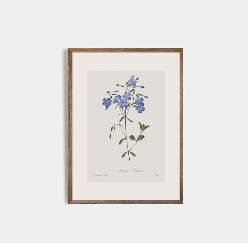 Set of 9 antique botanical prints, Minimalist drawing of vintage blue flowers, vintage drawing of wildflowers, nursery decor, flower art image 10